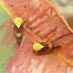 Brunotartessus fulvus