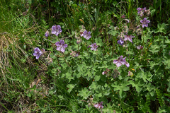 Geranium renardii