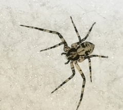 Philodromus margaritatus