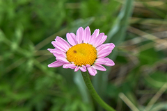 Tanacetum coccineum