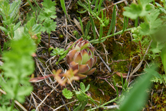 Sempervivum