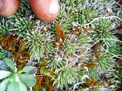 Celmisia sessiliflora