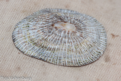 Siphonaria pectinata