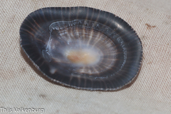 Siphonaria pectinata