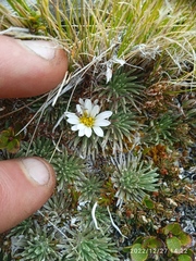 Celmisia sessiliflora