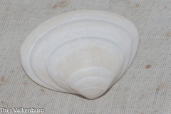Mactra stultorum