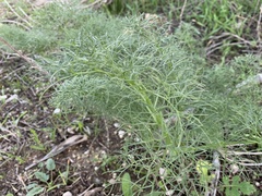 Ferula