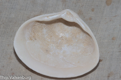 Mactra stultorum
