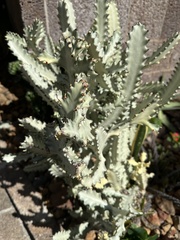 Euphorbia lactea