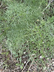 Ferula