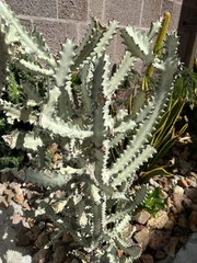 Euphorbia lactea