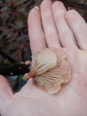 Scytinotus longinquus