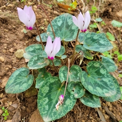 Cyclamen persicum