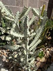 Euphorbia lactea