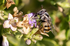 Copestylum fornax