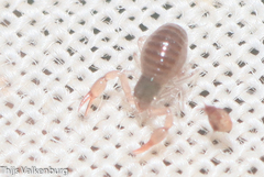 Neobisium