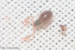 Neobisium