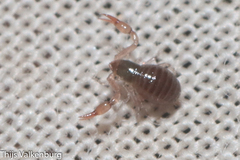 Neobisium