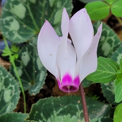 Cyclamen persicum