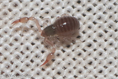 Neobisium