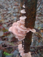 Scytinotus longinquus