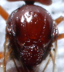 Kokkocynips imbricariae