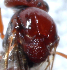 Kokkocynips imbricariae