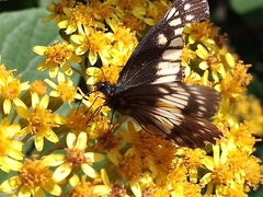 Catasticta nimbice