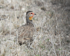 Pternistis leucoscepus
