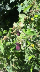 Macroptilium atropurpureum