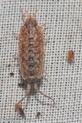 Porcellionides cingendus