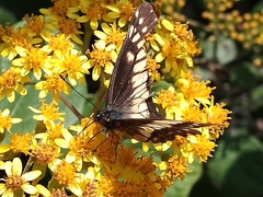 Catasticta nimbice