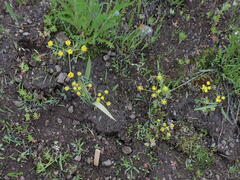 Lomatium ambiguum