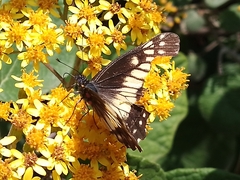 Catasticta nimbice