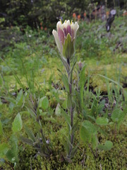 Castilleja cusickii