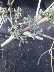 Santolina semidentata