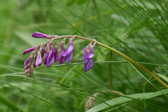 Hedysarum caucasicum