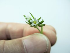 Cerastium nutans