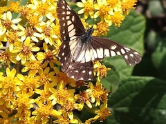 Catasticta nimbice