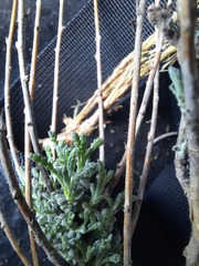 Santolina semidentata