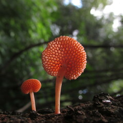 Favolaschia