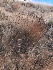 Santolina semidentata