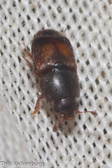 Carpophilus