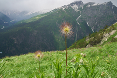 Pulsatilla aurea