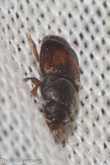Carpophilus