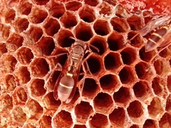 Polybia plebeja