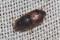 Carpophilus