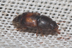 Carpophilus