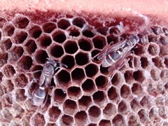 Polybia plebeja