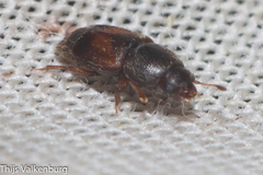 Carpophilus